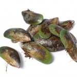 green-lipped mussel